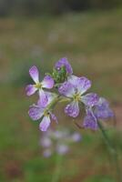 Purple flower with drops. photo