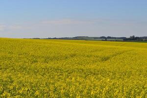 Field of flowers. photo