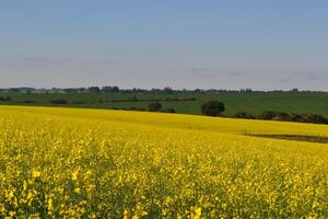 Flowering canola field. photo