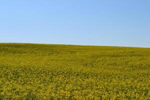 Field of yellow flowers. photo