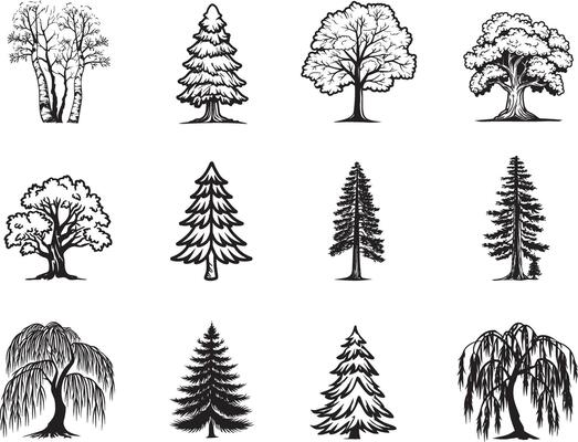 12 Tree Set Icon Black Outline and Silhouettes, Trees Included Oak, Pine, Maple, Cedar, Birch, Redwood, Willow, Spruce
