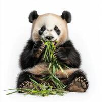 panda bear enjoys a serene moment, holding a piece of bamboo in its paw and chewing happily, surrounded by a stark white background that highlights its playful nature. photo