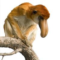 proboscis monkey elegantly sits on a branch, its long nose prominently displayed photo