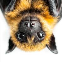 bat dangles upside down, its wings neatly tucked away, showcasing its small, expressive face and shiny eyes, set against a bright white background. photo