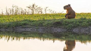 capybara relaxes near a peaceful body of water, its thick fur glistening softly in the gentle evening light, embodying the tranquility of its natural habitat. photo