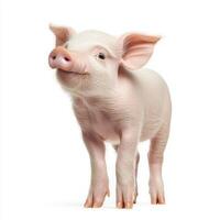 adorable piglet, with its soft pink skin and floppy ears, stands confidently on short legs, exuding innocence and charm, captivating all who behold it. photo
