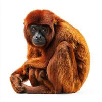 In a striking display of beauty, a red howler monkey sits gracefully, its curled tail and luscious reddish fur highlighting its intriguing expression, set against a clean white background. photo