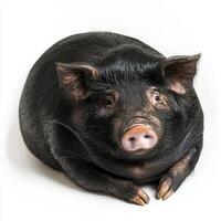 Vietnamese pot-bellied pig sits serenely, showcasing its adorable round shape and small snout, evoking a sense of tranquility and charm against a clean backdrop. photo