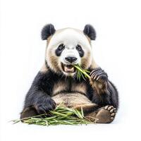 delightful panda sits comfortably, munching on fresh bamboo while surrounded by a pure white backdrop. Its contented expression showcases the joy of nature. photo