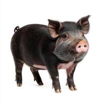 pot-bellied pig displays its adorable features with a rounded belly and short legs, set against a white background, radiating charm and character. photo