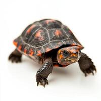 red-footed tortoise takes measured steps, revealing its beautifully patterned shell with vivid red accents photo