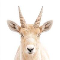 captivating view features a saiga antelope, emphasizing its unique bulbous nose and short twisted horns, isolated beautifully against a white background. photo