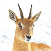 saiga antelope stands out with its distinctively large, bulbous nose and short, elegant horns in a minimalist white setting. This captivating view highlights its unique features. photo
