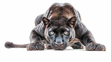 Crouched low on a stark white surface, the black panther displays its sleek form and intense gaze, embodying a perfect blend of elegance and strength as it prepares to leap. photo