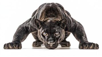 black panther lies stealthily. Its intense gaze reveals a predator ready to spring into action at any moment. photo