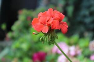 Geranium or pelargonium beautiful flowers in a summer garden photo