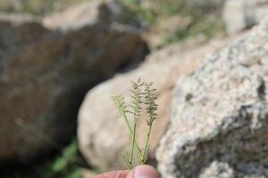 Burr Grass, Carrot Seed Grass or Tragus photo