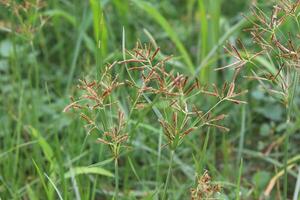 Cyperus esculentus or nut grass or yellow nutsedge photo