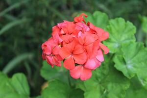 Geranium or pelargonium beautiful flowers in a summer garden photo