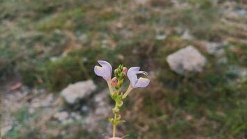 Helmet Skullcap, Scutellaria integrifolia or Hyssop Skullcap photo
