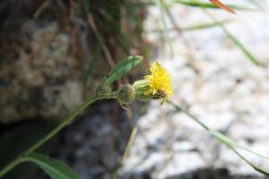 Perennial sow thistle or Sonchus arvensis photo