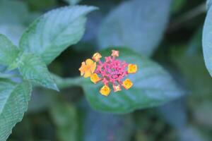 Lantana Camara, Shrub Verbena or Yellow Sage photo