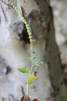 Cynoglossum Lanceolatum or Lanceleaf Forget Me Not photo