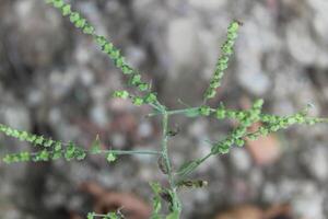 Cynoglossum Lanceolatum or Lanceleaf Forget Me Not photo