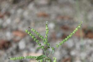 Cynoglossum Lanceolatum or Lanceleaf Forget Me Not photo