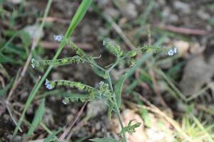 Cynoglossum Lanceolatum or Lanceleaf Forget Me Not photo