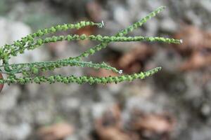 Cynoglossum Lanceolatum or Lanceleaf Forget Me Not photo