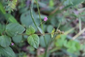 Pigweed Red spiderling or Boerhavia Diffusa photo
