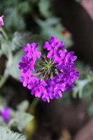 Verbena, Herb of the cross or Vervain Flowers photo