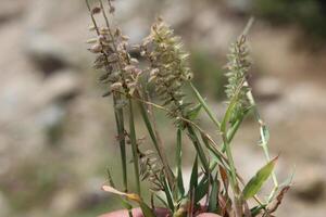 Burr Grass, Carrot Seed Grass or Tragus photo