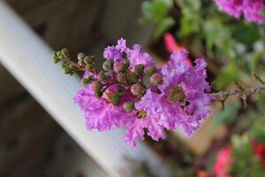 Crepe myrtle or Lagerstroemia flower photo