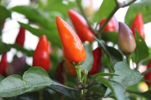Chilli or Pepper cultivated in a field photo
