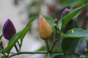 Chilli or Pepper cultivated in a field photo