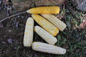 Maize corn, Corn or Corncob photo