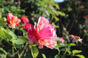 The beautiful Rose flower blooming, with blurry background. photo