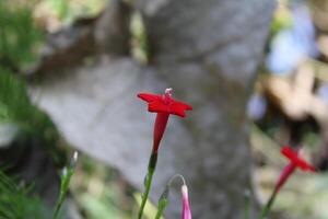 Cypress vine OR Ipomoea quamoclit photo