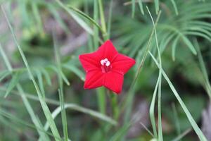 Cypress vine OR Ipomoea quamoclit photo