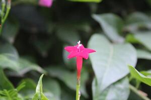Cypress vine OR Ipomoea quamoclit photo