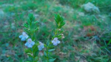Prostanthera cuneata or alpine mint bush photo