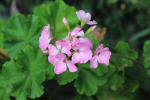 Geranium or pelargonium beautiful flowers in a summer garden photo