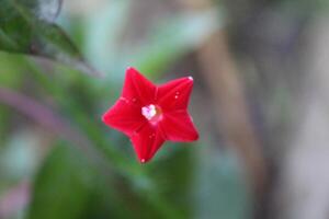Cypress vine OR Ipomoea quamoclit red flowers photo