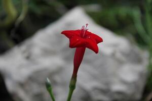 Cypress vine OR Ipomoea quamoclit red flowers photo