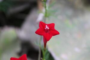 Ipomoea quamoclit or cypress vine photo