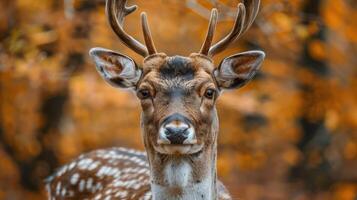 A beautiful autumn deer with an elegant set of antlers looking directly at the camera in a forest du photo