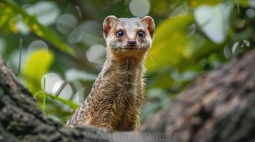 A creature with small, triangular ears and dark eyes, possibly a fox or a badger, photo