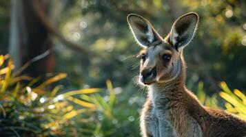 A kangaroo with an alert expression, sitting in a forest among lush vegetation. photo